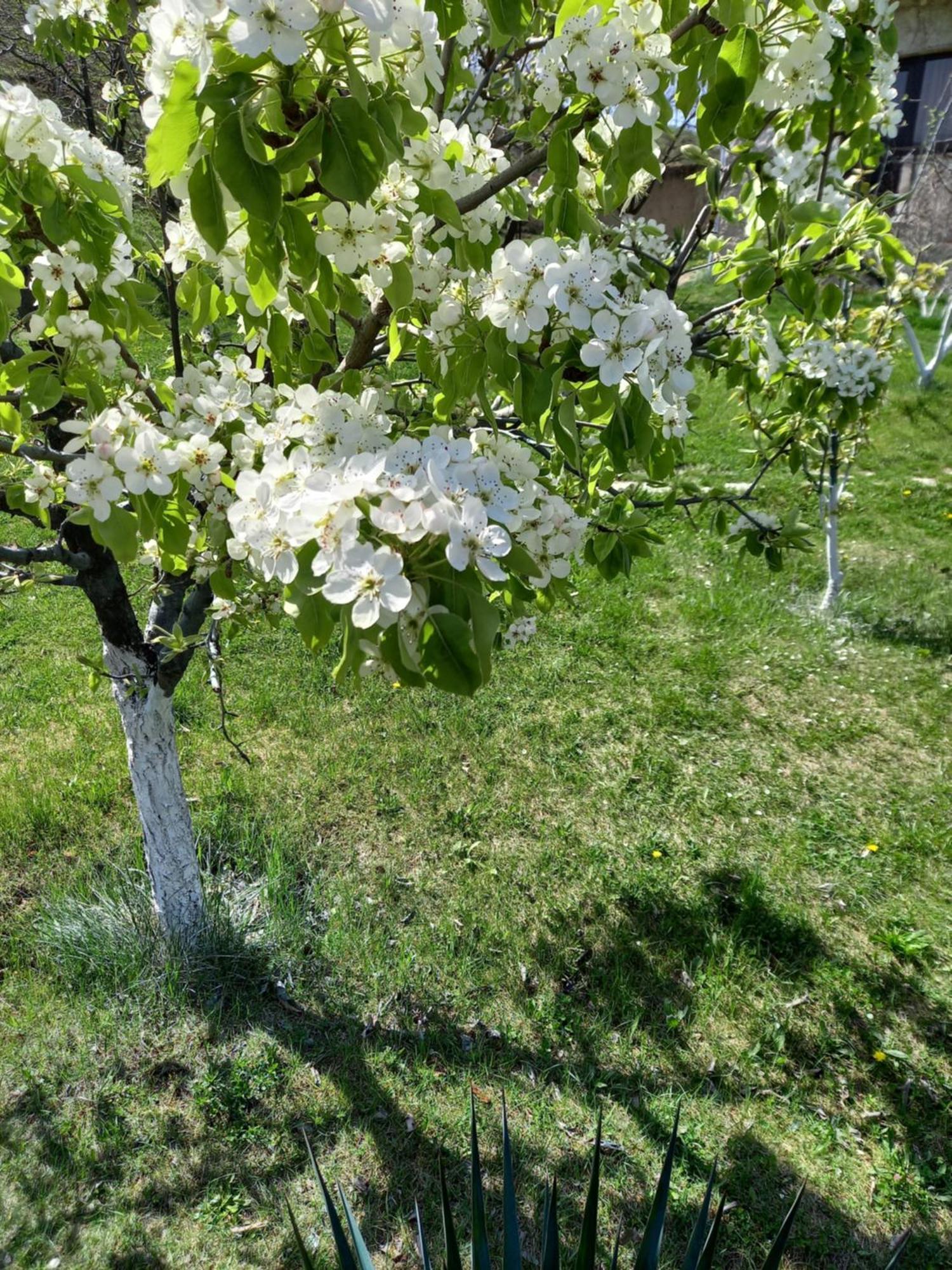 Guest House Ijevan'S Garden Exterior foto