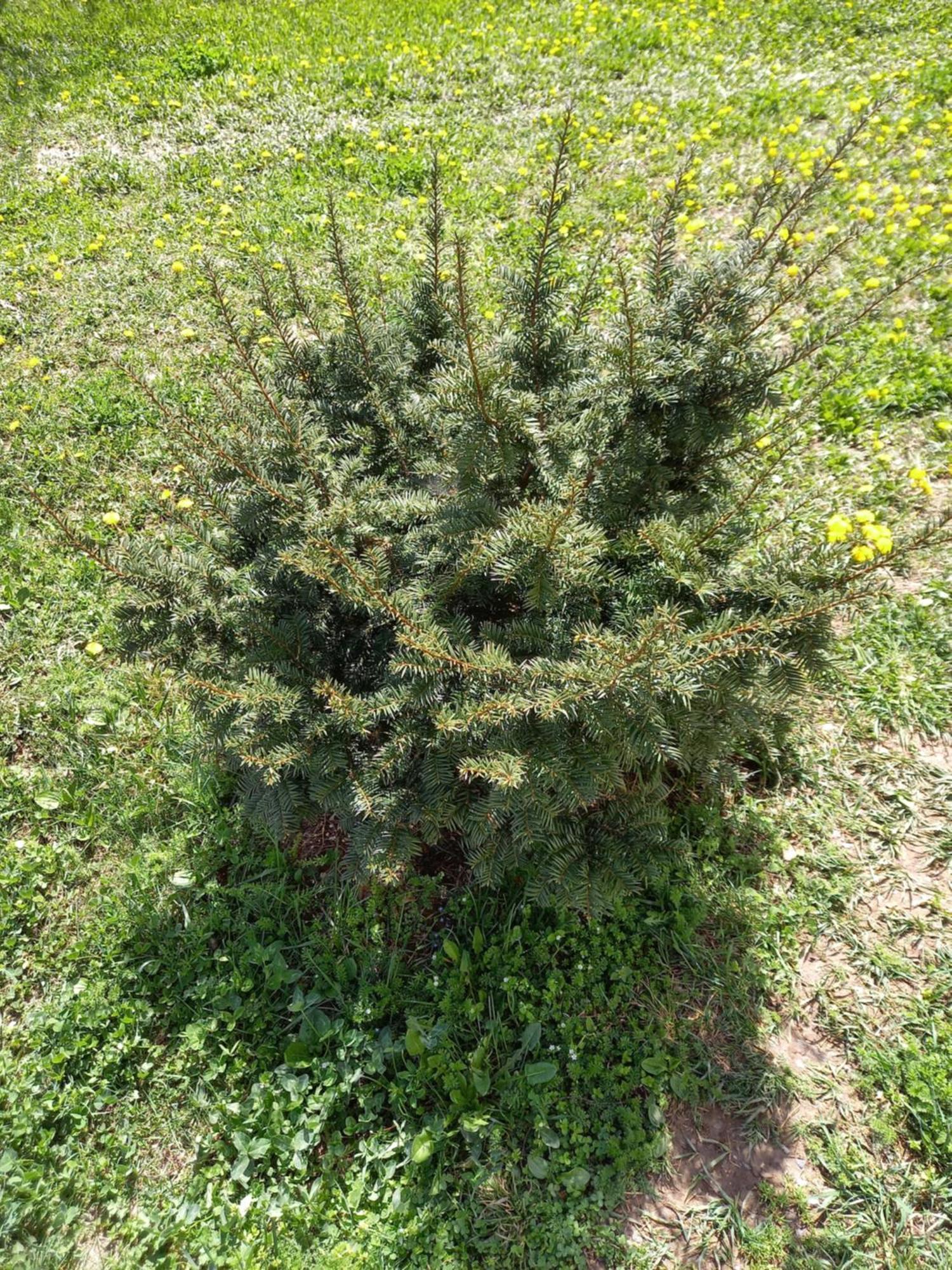 Guest House Ijevan'S Garden Exterior foto